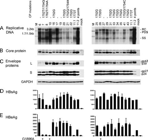 Comparison Of Genome Replication And Protein Expressionsecretion Among