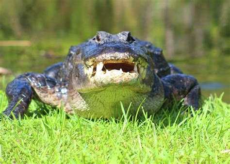 American Alligator V1 Photograph By Robert Banach Fine Art America