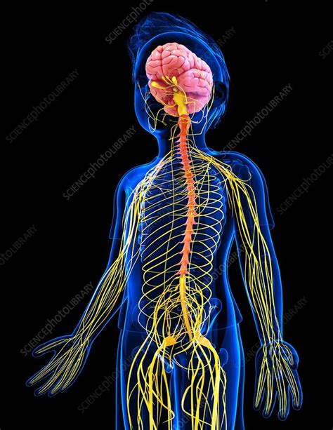 Human Nervous System Artwork Stock Image F010 4624 Science Photo