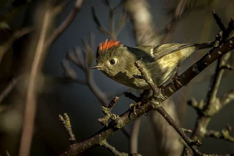 Christmas Bird Count | RAINIER AUDUBON SOCIETY