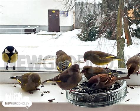 Забавные фото и видео с кормушек в Гродно и Волковыске