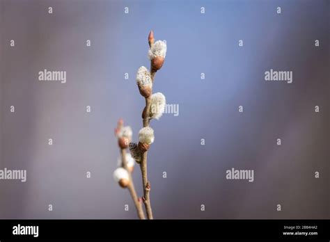 Pussy Willow Branches With Catkins Spring Background Stock Photo Alamy