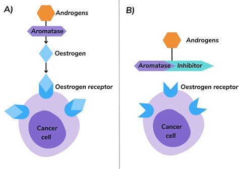 Aromatase Inhibitors For Secondary Breast Cancer Science And Stories