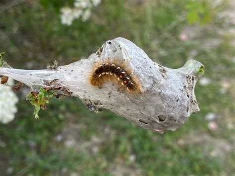 190 Brown Tail Moth Stock Photos Pictures And Royalty Free Images Istock