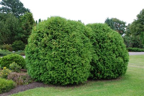 4 Different Varieties of Arborvitae | DoItYourself.com