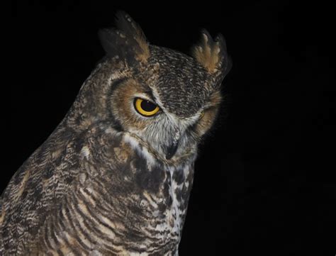 Owls In Illinois: Search For All Of These 11 Species