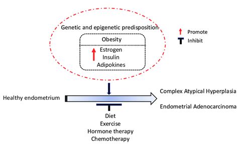 The main risk factors promoting endometrial cancer (EC) are associated ...