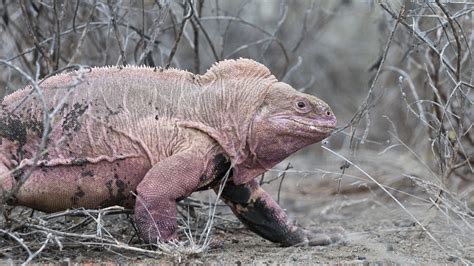 Descubren Neonatos Y Juveniles De Iguana Rosada En Isla Isabela De