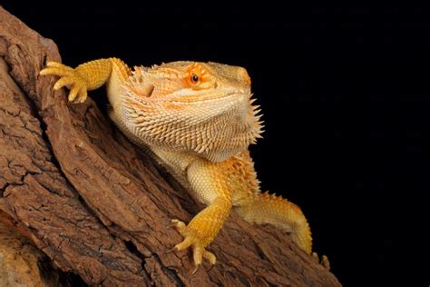 13 Bearded Dragon Facts You Need To Know