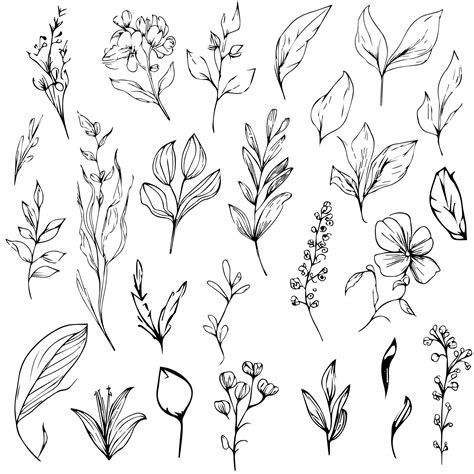 Premium Vector Isolated Botanical Collection Of Handdrawn Plants Set Pencil Botanical Drawings