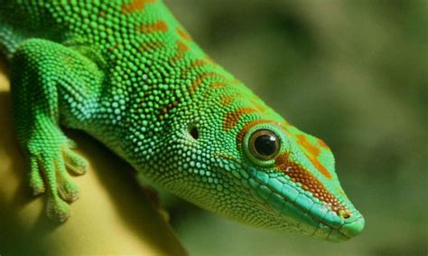 Madagascar Giant Day Gecko Los Angeles Zoo And Botanical Gardens