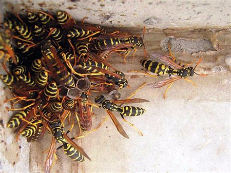 О Москитоле от ос: Mosquitall от осиных гнезд, защита, средство от ос и ...