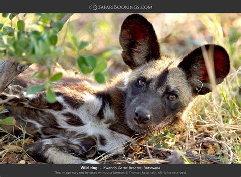 Botswana Wildife Photos – Award Winning Images & Pictures!