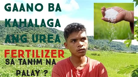 Ang Kahalagahan Ng Urea Fertilizer Sa Tanim Na Palay Papaano Ang