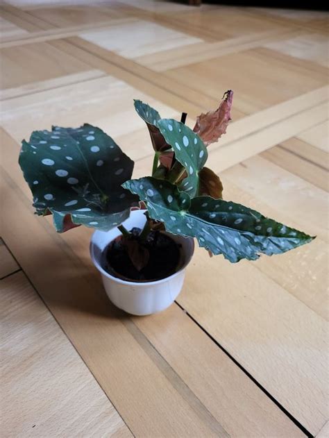 Begonia Maculata Jungpflanze Kaufen Auf Ricardo