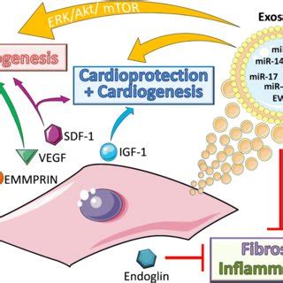 Schematic Representation Of The Proposed Mechanisms Of Action Of Cpc