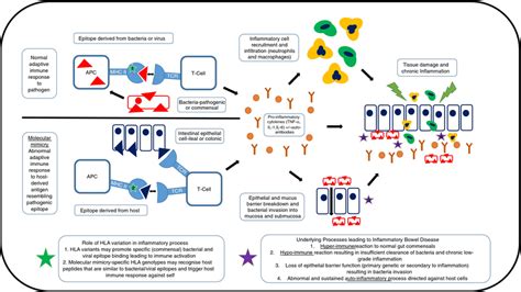 Potential Functional Impacts Of Hla Variation In The Pathogenesis Of