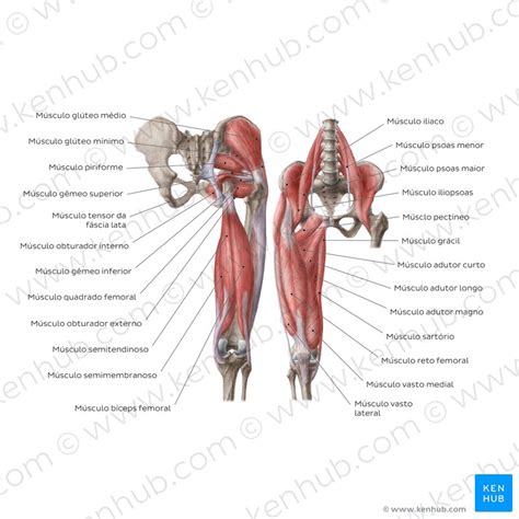 O Que É Gluteos No Corpo Humano - Músculo glúteo médio | Ossos do corpo humano