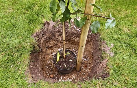 A step-by-step guide to planting fruit trees correctly