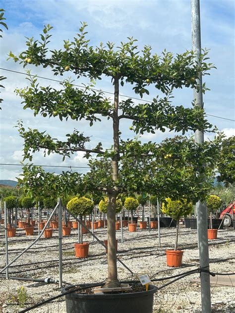 Pyrus Communis Espalier Espaliered Pear Tree Caragh Nurseries