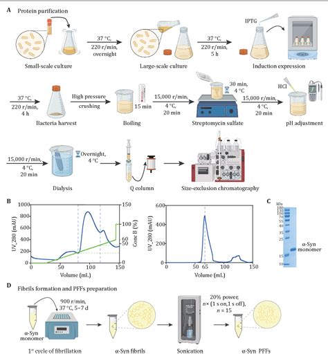 Figure From Biochemical And Biophysical Characterization Of