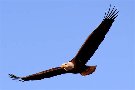 World Maps Library - Complete Resources: Bald Eagle Maps United States