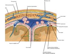 week 9 anatomy: skull, scalp, brain, and meninges Flashcards | Quizlet