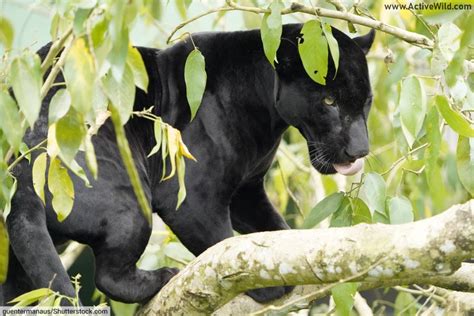 Melanistic Animals Pictures & Facts, What Is Melanism In Animals?