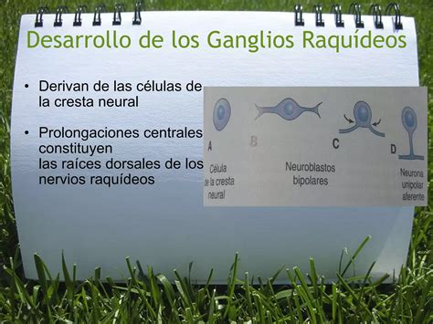 Embriologia De La M Dula Espinal Ppt