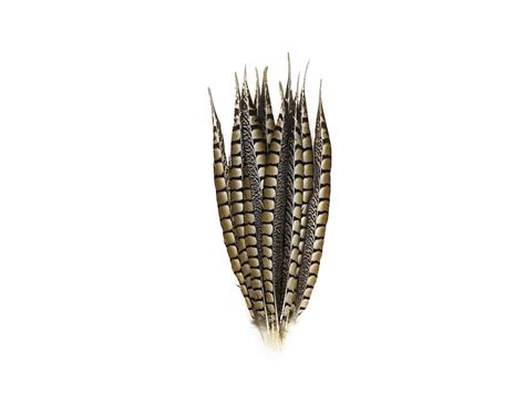 Lady Amherst Pheasant Feathers - Natural | Feather, Feather decor ...