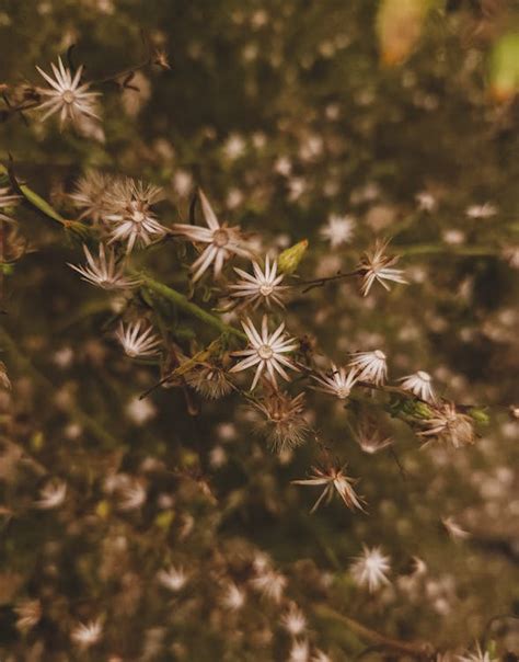 Tree Branch with Dry Flowers · Free Stock Photo