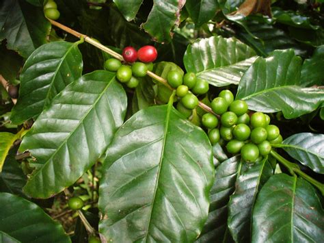 Caféier Coffea Arabica Culture Et Entretien De Cet Arbuste Exotique