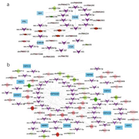 Circular Rna Circrna Microrna Mirna Mrna Interaction Networks A