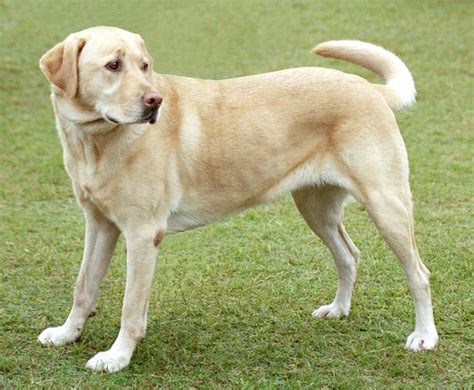 Labrador Retriever Dog Breed Complete Guide - AZ Animals