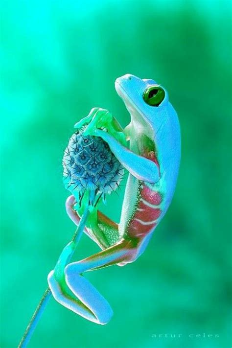 Such A Pretty Frog Cute Frogs Amphibians Animals Beautiful