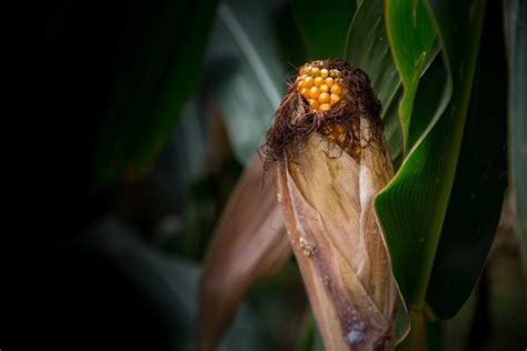 Importance of understanding corn hybrids - All About Feed