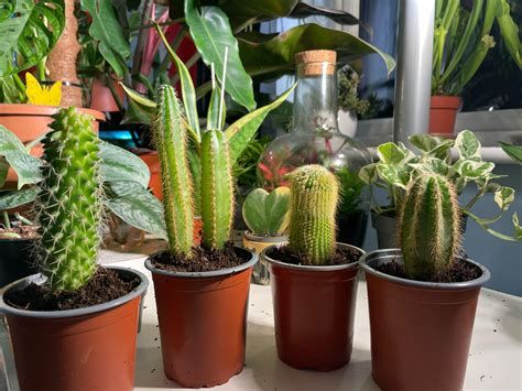 cacti ID : r/PlantIdentification