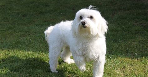 Maltese Dog Breed - The Maltese Temperament