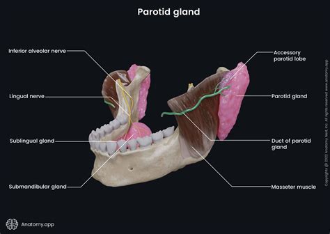 Salivary Glands Encyclopedia Anatomyapp Learn Anatomy 3d