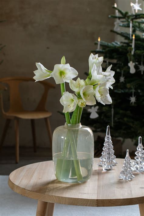 Få koselig julestemning med vakre amaryllis