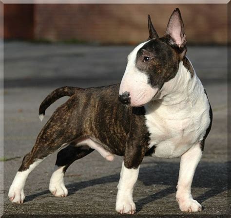 99 Miniature Bull Terrier Photos L2sanpiero