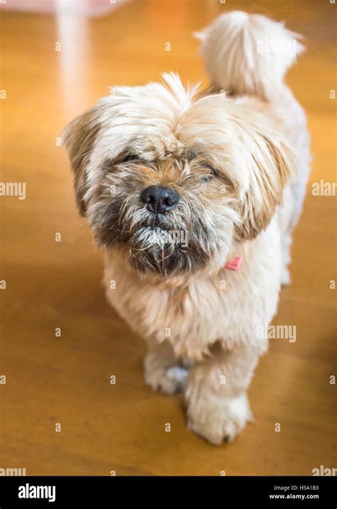 Beautiful milk chocolate havanese dog Stock Photo - Alamy