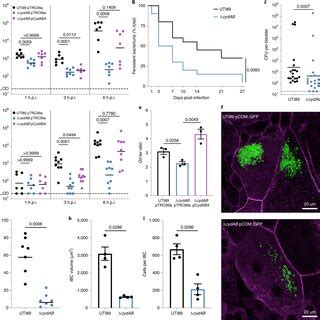 UPEC Uses Aerobic Respiration During Intracellular Infection Of