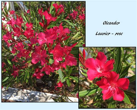 Oleander Wikinerium