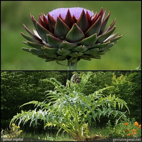 Cynara scolymus Artichaut Génial Végétal