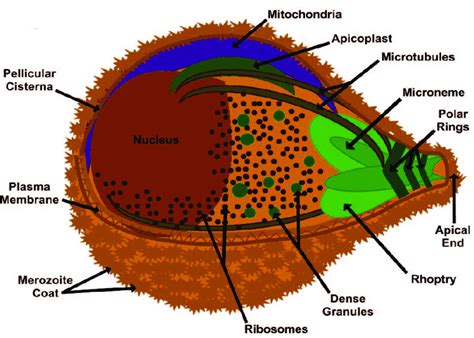 Plasmodium Falciparum Cell Structure