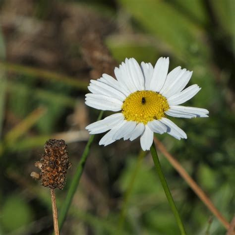 Magerwiesen Margerite Leucanthemum Vulgare Mit Wiesenkno Flickr