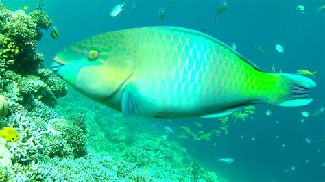 Schools Of Fish From The Outer Coral Reef Makadi Bay Red Sea Flickr