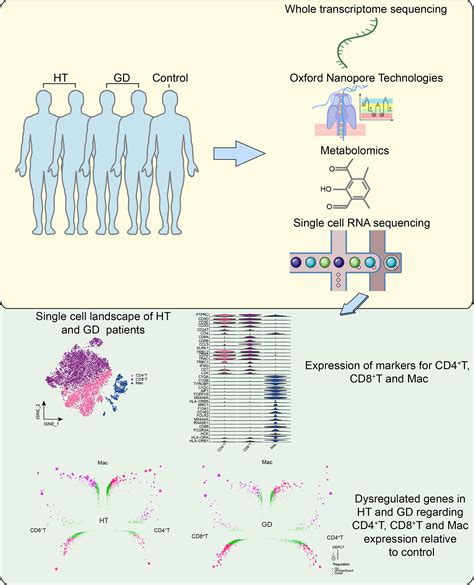 Frontiers A Global Regulatory Network For Dysregulated Gene