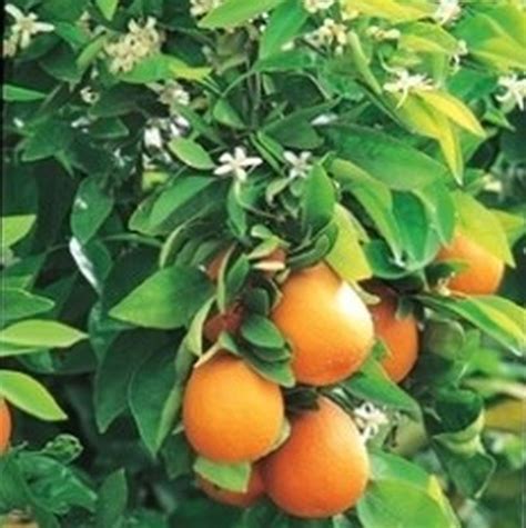 Washington Navel Orange Tree